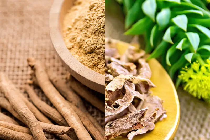 Rhodiola o ashwagandha ¿Cuál es el más adecuado?