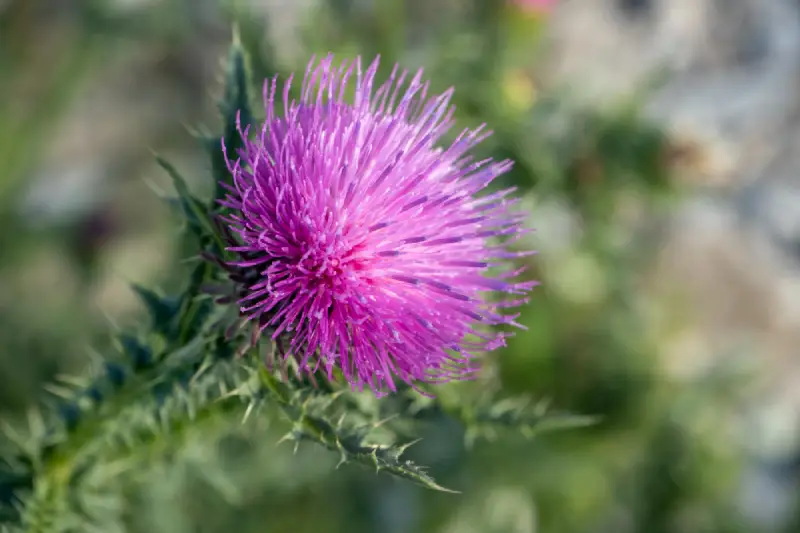 Cardo mariano: ¿para qué sirve y cómo se toma?